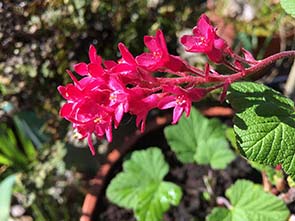 Ribes sanguineum
